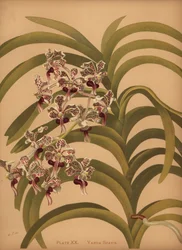 Vanda tricolor var